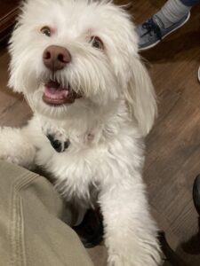 The dog's name is Don Carlos